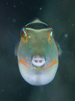 ハナキンチャクフグ