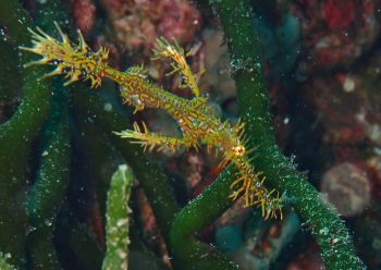 ニシキフウライウオ