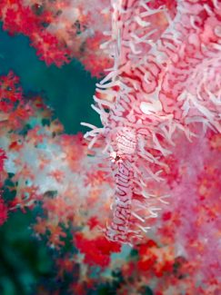 ニシキフウライウオ