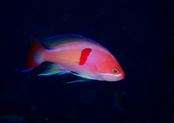 アカオビハナダイ