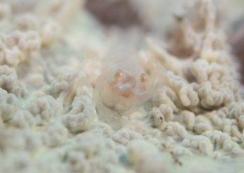 ワライヤドリエビ