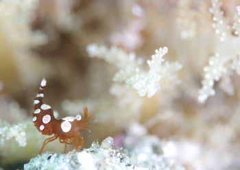 イソギンチャクモエビ