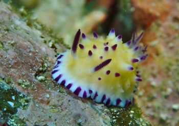 レンゲウミウシ