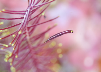 ハシナガウバウオ