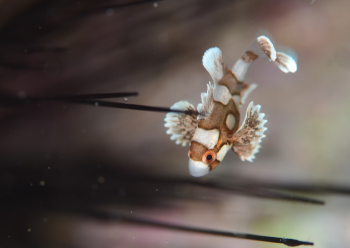 チョウチョウコショウダイ