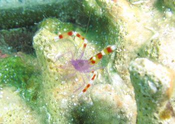 バイオレットボクサーシュリンプ