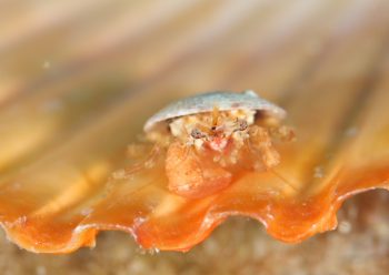 カイガラカツギ