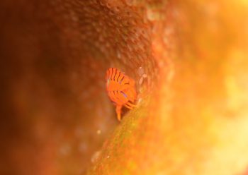 ホムラスベヨコエビ