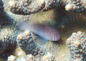 アワイロコバンハゼ