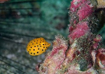 ミナミハコフグ