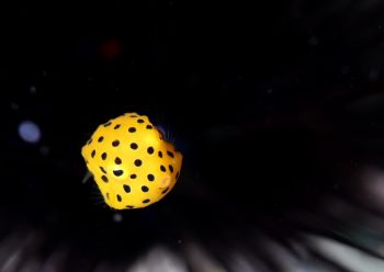 ミナミハコフグ