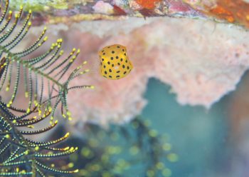 ミナミハコフグ