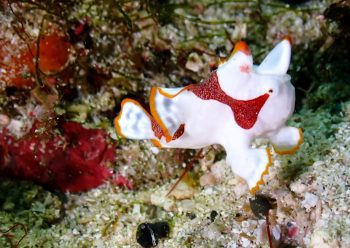 クマドリカエルアンコウ