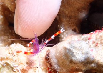 バイオレットボクサーシュリンプ