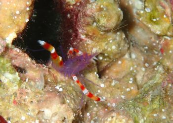 バイオレットボクサーシュリンプ