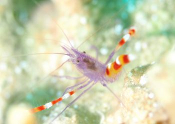 バイオレットボクサーシュリンプ