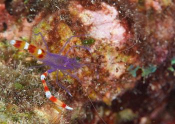 バイオレットボクサーシュリンプ