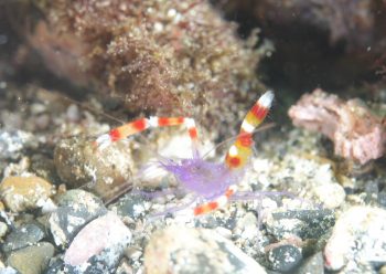 バイオレットボクサーシュリンプ