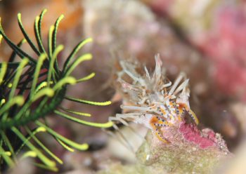 トゲツノメエビ