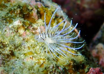 ハナミノカサゴyg