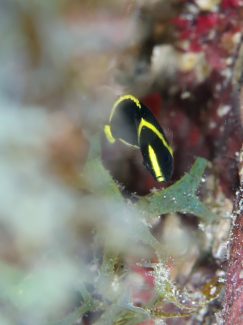 キンチャクダイ