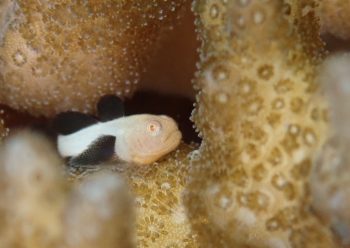 パンダダルマハゼ