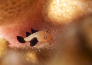 パンダダルマハゼ