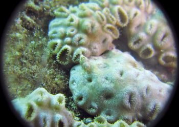 カクレモエビの仲間