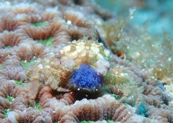 ヒメキンチャクガニ