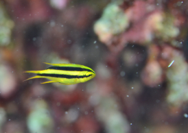 ヒレナガスズメダイ