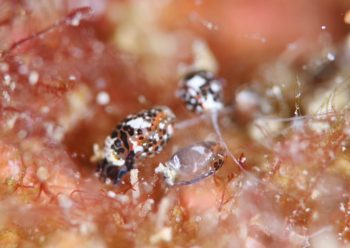 オナガブドウガイSP