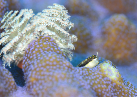 ヒトスジギンポ