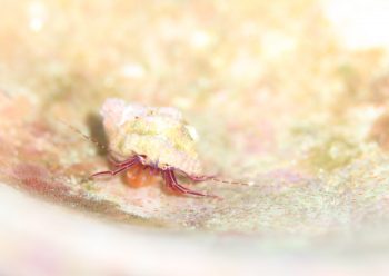 スミレヒメホンヤドカリ