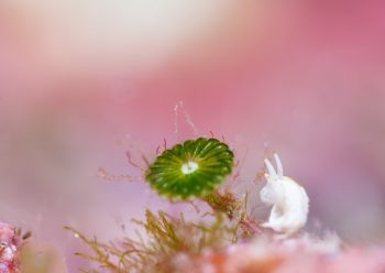 コトヒメウミウシ