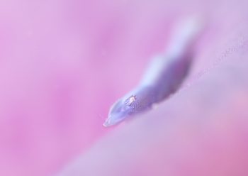 ヒトデヤドリエビ