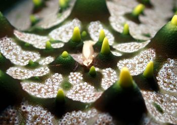 ヒトデヤドリエビ