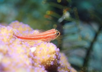 タテジマヘビギンポ