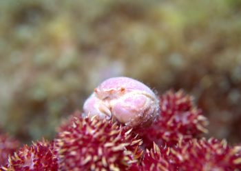 マルタマオウギガニ