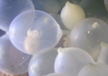 コウイカのたまご