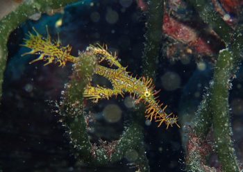 ニシキフウライウオ