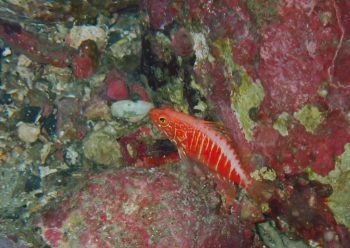 オシャレハナダイ