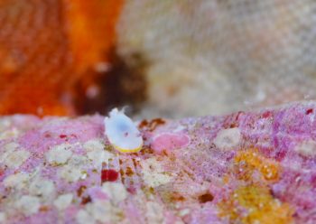 シラユキモドキ