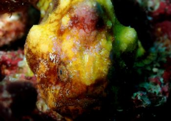 カエルアンコウモドキ