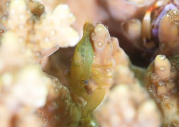 クサイロモシオエビ