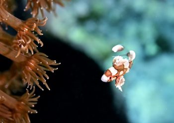 チョウチョウコショウダイ