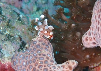 チョウチョウコショウダイ