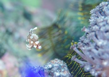 チョウチョウコショウダイ