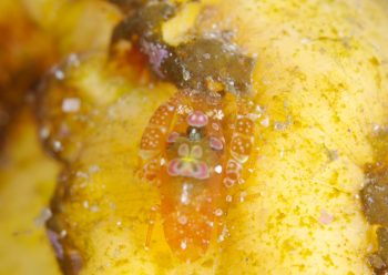 ホヤカクレエビ