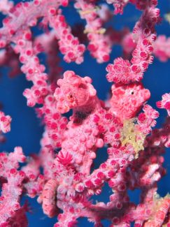 ピグミーシーホース