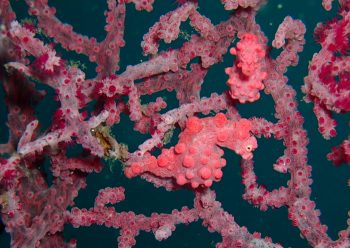 ピグミーシーホース